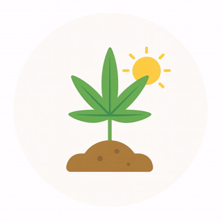 Plant growing under sunlight.