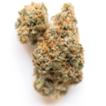 Sundae Driver cannabis strain - dense hybrid flower buds with orange pistils and crystal trichomes