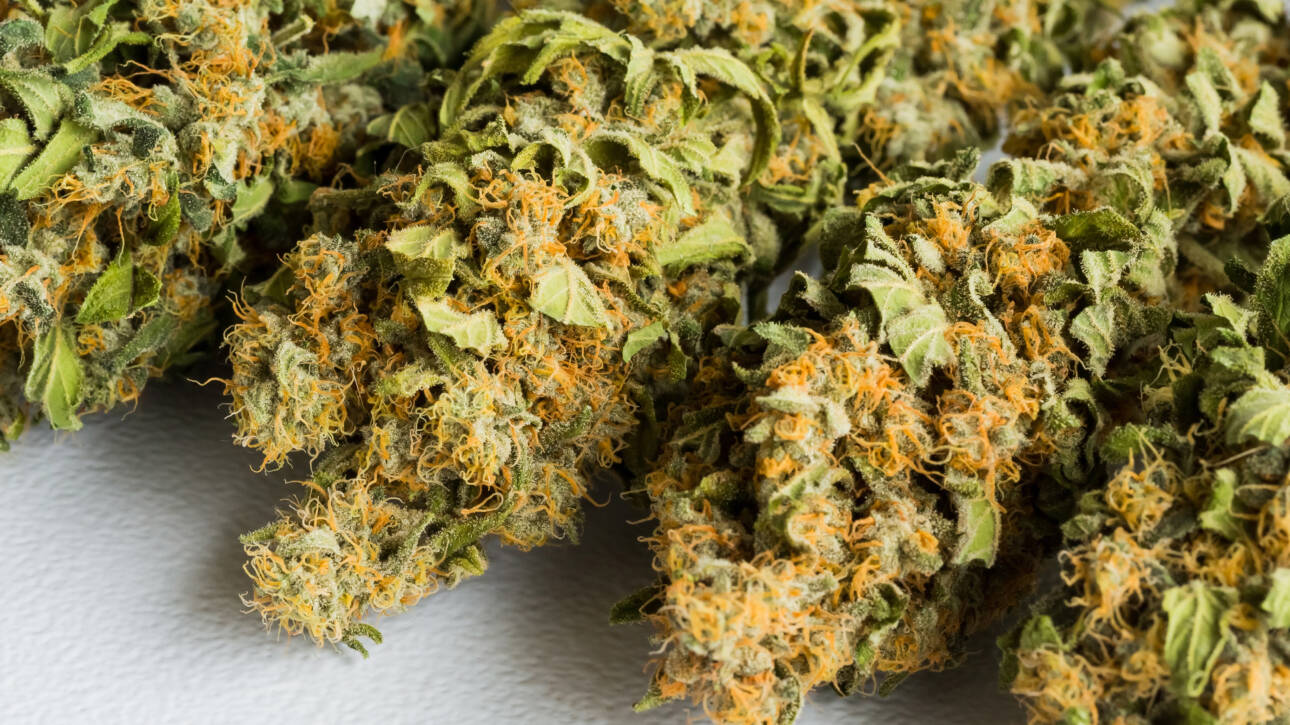 Close-up of cannabis buds on surface.