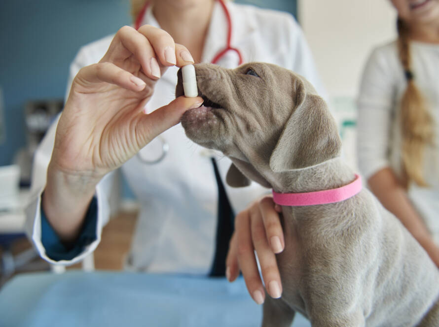 Veterinarian giving puppy a vitamin