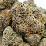 Dense cannabis buds covered in trichomes.