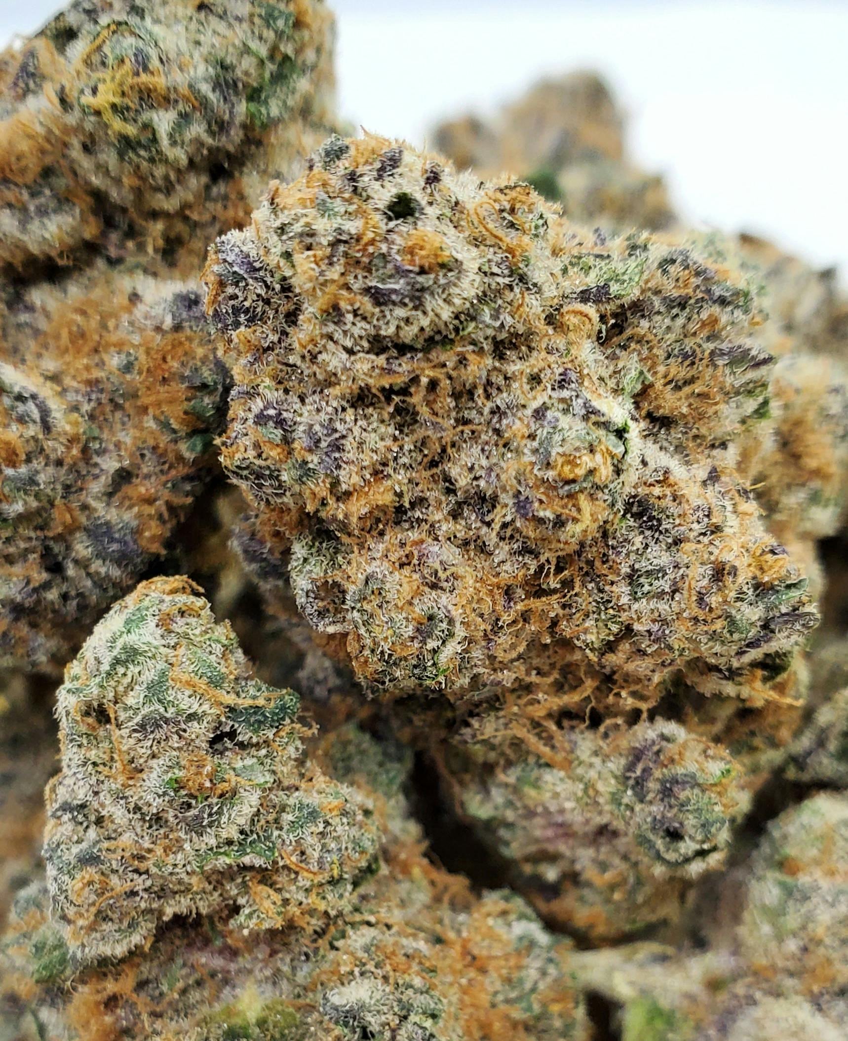 Dense cannabis buds covered in trichomes.