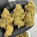 Amnesia Haze | Signature | Sativa | 32.80%