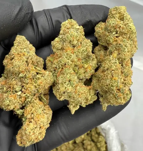 Amnesia Haze | Signature | Sativa | 32.80%