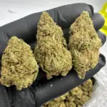 Green Crack | Smalls | Sativa | 31.63%