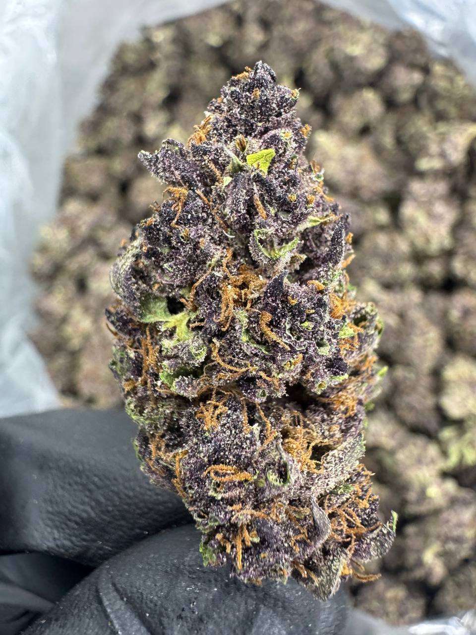 Tropicana Cherry | Supreme | Sativa | 30.35%