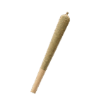 THCa cannabis pre-roll joint with hemp flower and paper tip