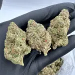 White Cherry Gelato | Supreme | Hybrid | 31.90%